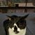 Christian Cunningham's profile image