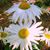 Lynn Deacy Estes's profile image
