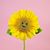 Sadie Mitchell's profile image