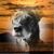 Dan Mentzer Jr.'s profile image