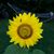 Valerie Raich's profile image