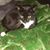 Sharon De Fina's profile image