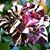 Nancy Fisher's profile image