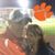 Brandon Adams's profile image
