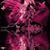 Marion T. DeWitt's profile image