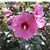 Pam Niebur Kauffman's profile image