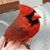 Diane Cloutier's profile image