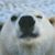 Jennie Schaibly's profile image