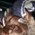 Mandi Kostovick's profile image