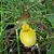 Susan Merrell's profile image