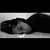 Azelin Seda Sanchez's profile image