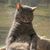 Nicole King's profile image