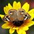 Liz Carmichael's profile image