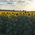 Karen-Wayne Liebengood's profile image