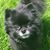 Anthony Larosa Jr.'s profile image