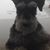 Susan Weir-Schaadt's profile image