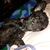 Vicki Keebaugh's profile image