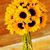 Heather Scherer's profile image