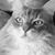 Jennifer Edwards's profile image