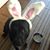 Anne Licata Van Horn's profile image