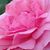 Laura Hundt's profile image