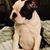Leslyn Iowana Bostons's profile image