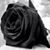 Raul Macias's profile image