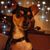 Tara Ferraro's profile image