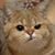 Kyle Badskey's profile image