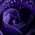 Kimberly Webster Grant's profile image