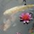 Lotus Contemplation's profile image