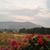 JoAnn Lavin's profile image