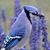 Sweetie Petrik's profile image