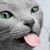 Andrew Pelloso's profile image