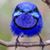 Wynn Schan Capricci's profile image