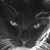 Maribeth Greene Pekrol's profile image