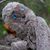 Giles Lorrax's profile image