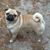 April Coston's profile image