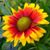 India Christman Rodriguez's profile image