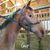 Amy Reeder's profile image