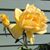 Cindy Rollin's profile image