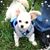 Tammi Cogswell's profile image