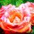 Carol Field's profile image