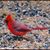 Carol Townson's profile image