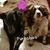 Pebbles Ann Pennington-Draper's profile image