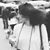 Aurora Maselli's profile image