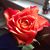 Renate Maitz Pittmann's profile image