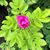Dorothy Petrie's profile image