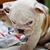 Sharon Sullivan Whitfield's profile image