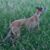 Sacha Campbell's profile image